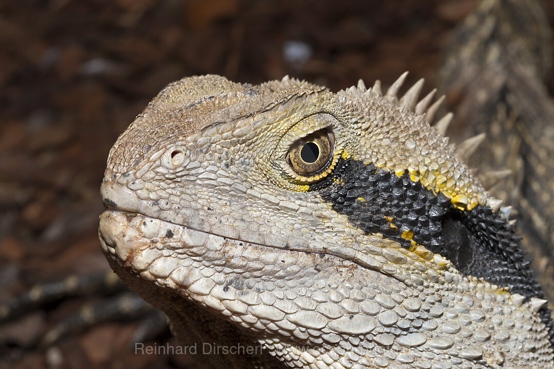 Australische Wasseragame, Physignathus lesueurii lesueurii, Brisbane, Australien