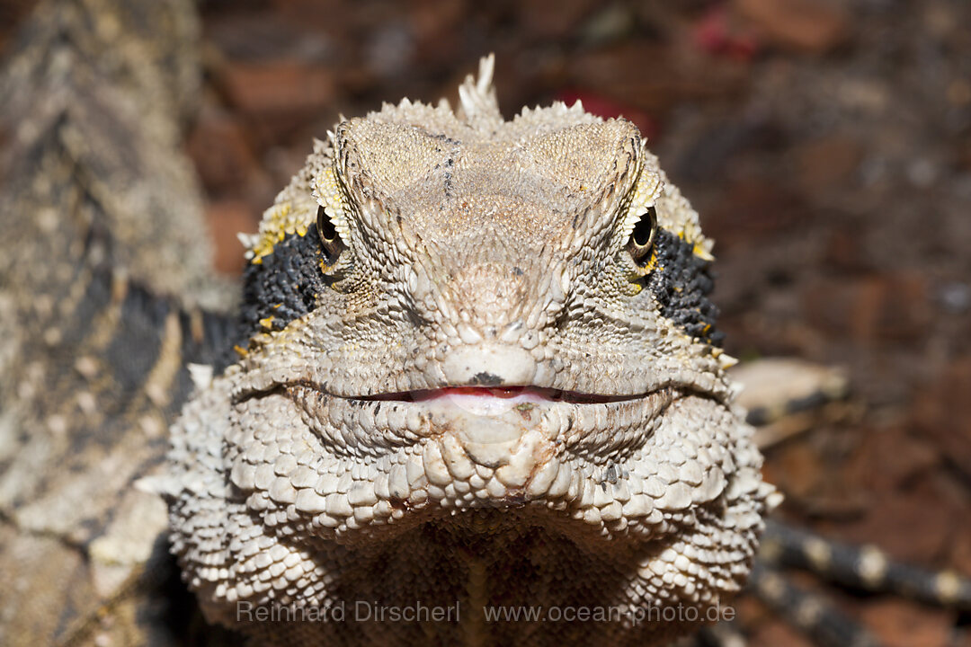 Australische Wasseragame, Physignathus lesueurii lesueurii, Brisbane, Australien