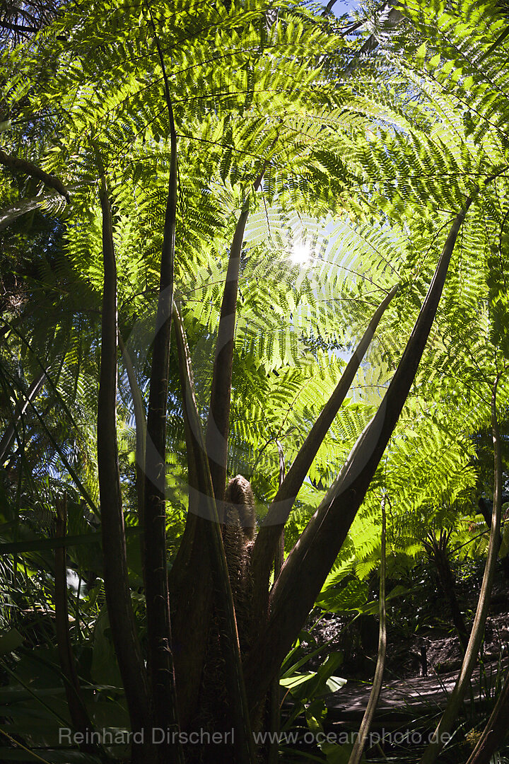 Tree Fern in City Botanic Garden, Cyatheales, Brisbane, Australia