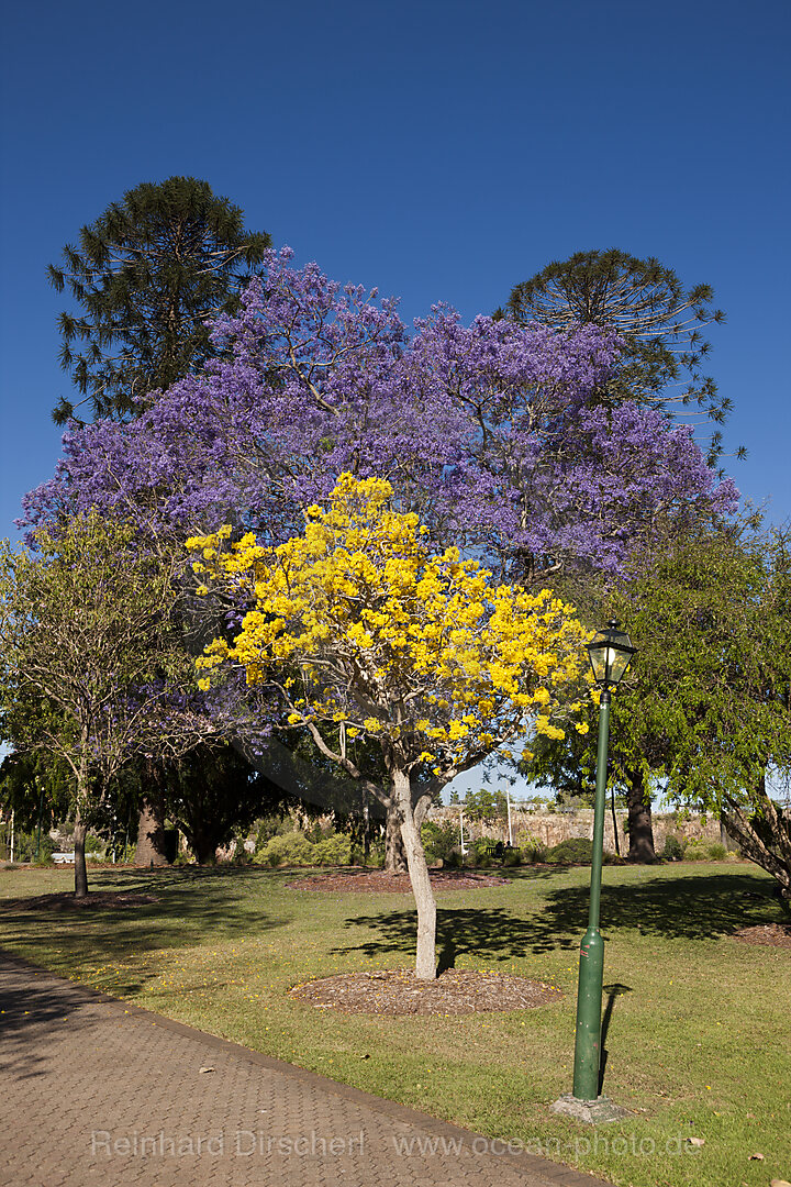 Jacaranda Tree in bloom, Jacaranda sp., Brisbane, Australia