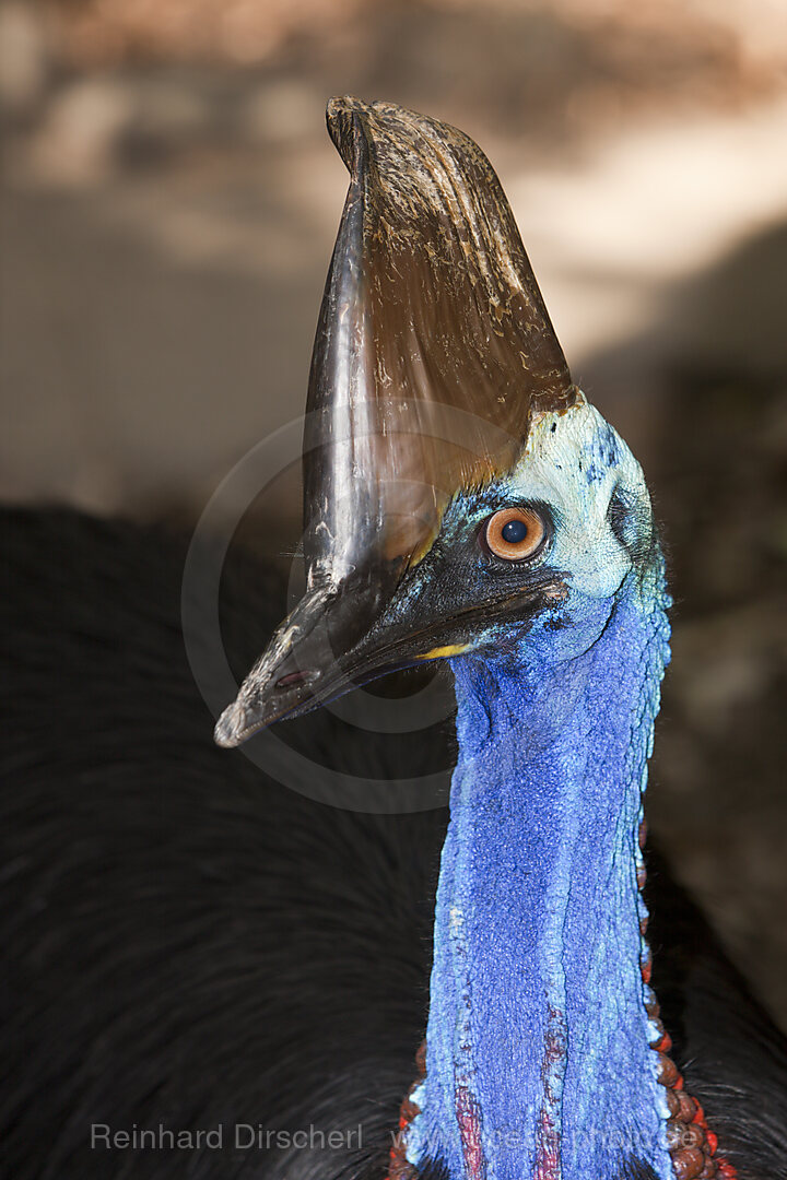 Helmkasuar, Casuarius casuarius, Queensland, Australien