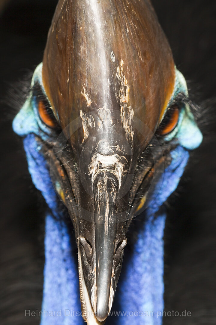 Helmkasuar, Casuarius casuarius, Queensland, Australien