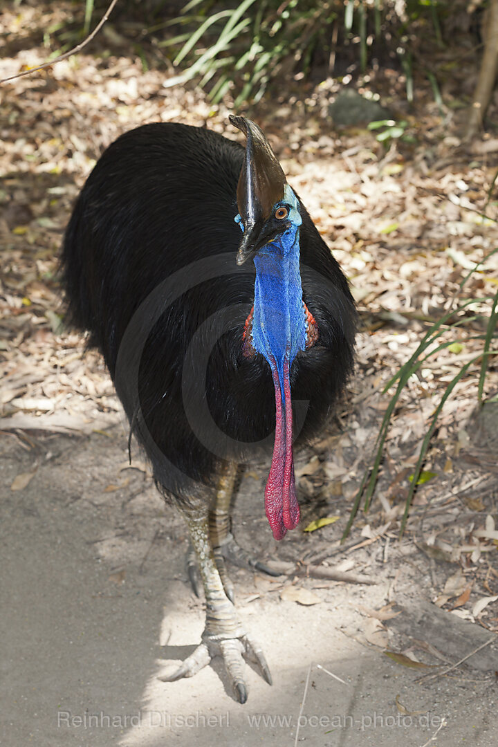 Helmkasuar, Casuarius casuarius, Queensland, Australien