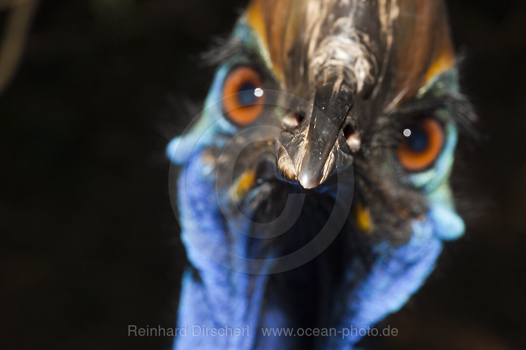 Helmkasuar, Casuarius casuarius, Queensland, Australien