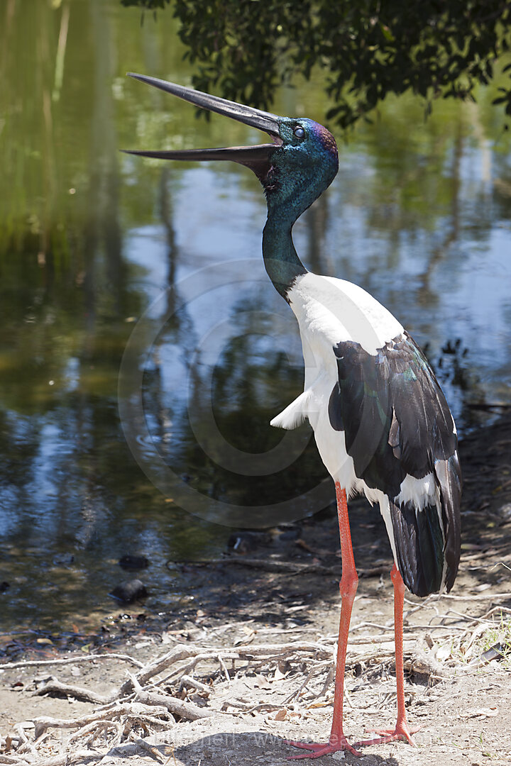 Black-necked Stork, Ephippiorhynchus asiaticus, Queensland, Australia