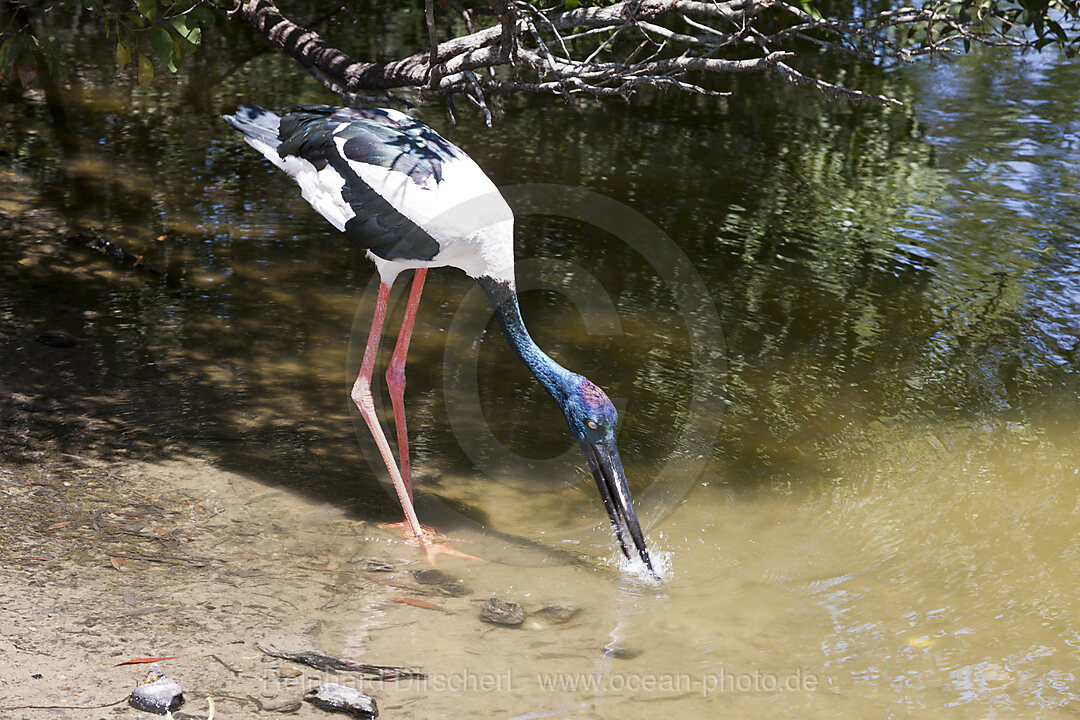 Riesenstrorch, Ephippiorhynchus asiaticus, Queensland, Australien