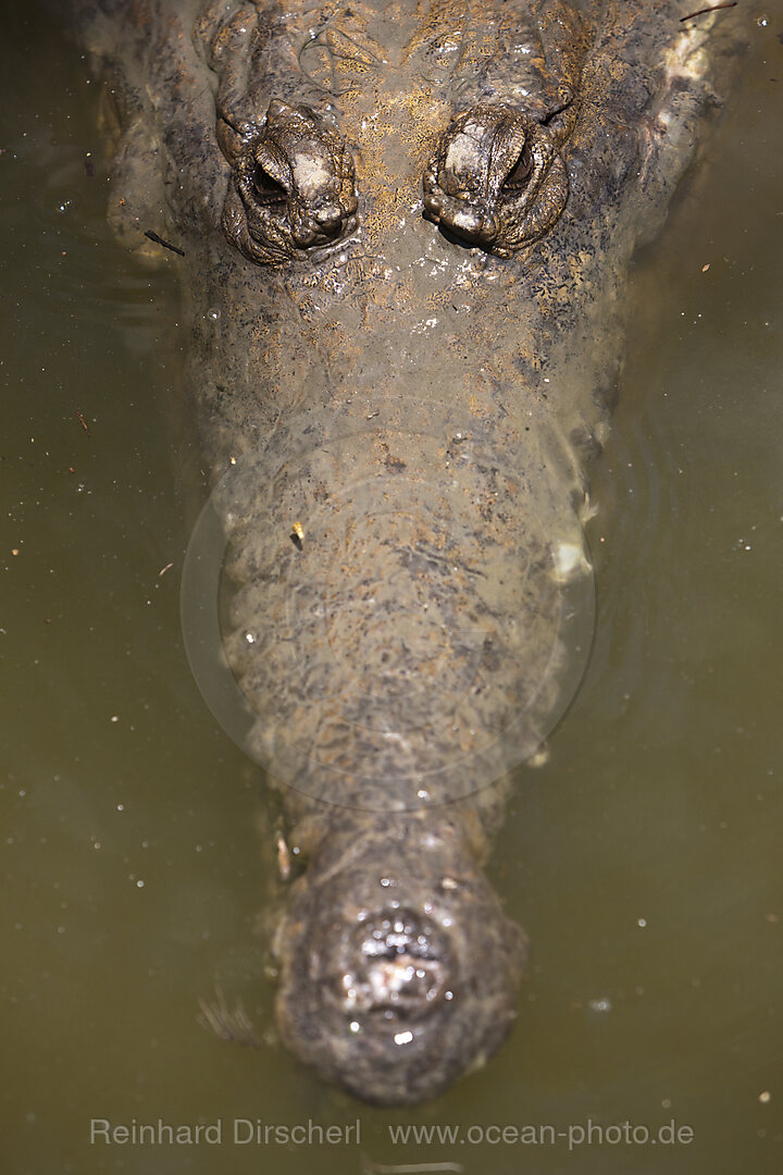 Freshwater Crocodile, Crocodylus johnstoni, Queensland, Australia