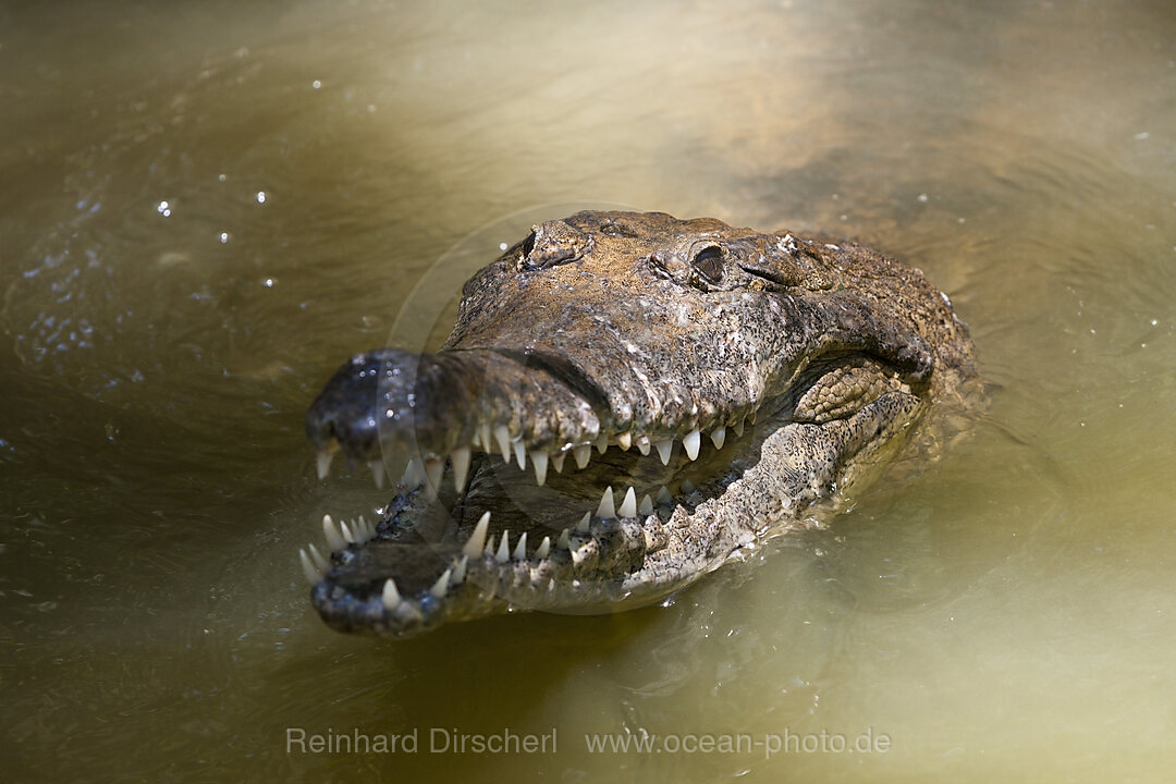 Freshwater Crocodile, Crocodylus johnstoni, Queensland, Australia