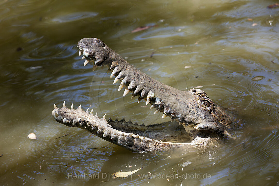 Freshwater Crocodile, Crocodylus johnstoni, Queensland, Australia