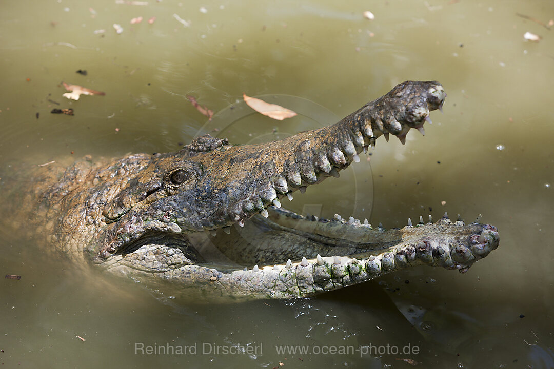 Australien-Krokodil, Crocodylus johnstoni, Queensland, Australien