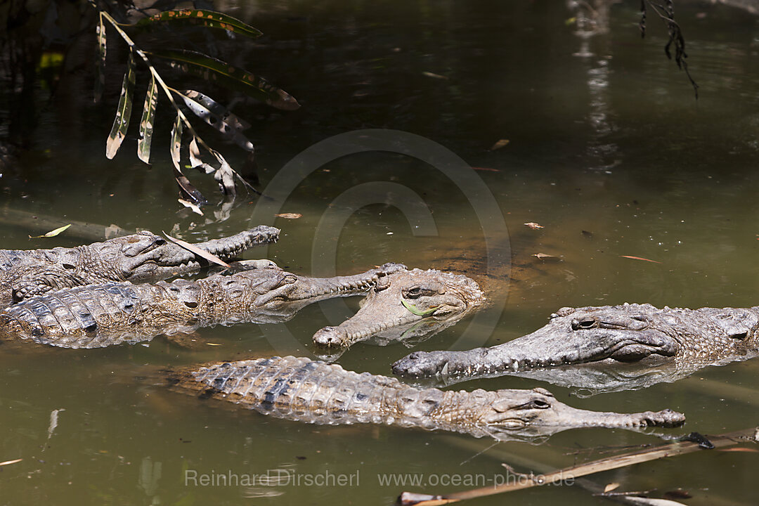 Australien-Krokodil, Crocodylus johnstoni, Queensland, Australien