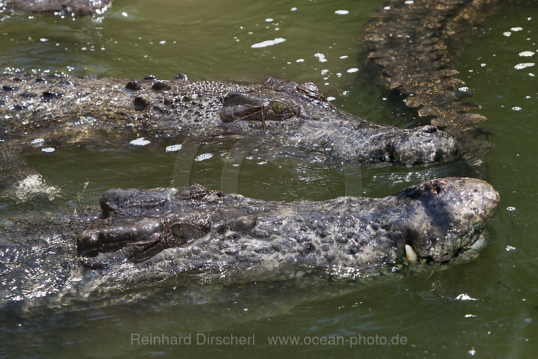 Saltwater Crocodile, Crocodylus porosus, Queensland, Australia