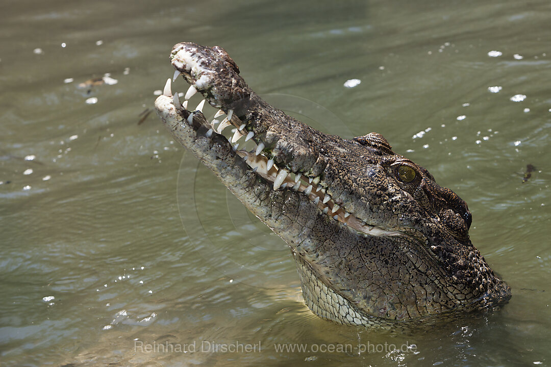 Saltwater Crocodile, Crocodylus porosus, Queensland, Australia