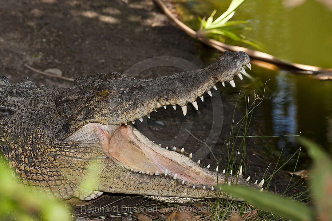 Saltwater Crocodile, Crocodylus porosus, Queensland, Australia