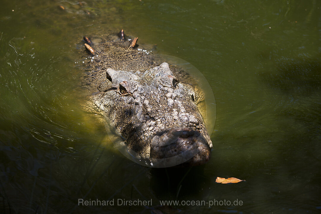 Leistenkrokodil, Salzwasserkrokodil, Crocodylus porosus, Queensland, Australien