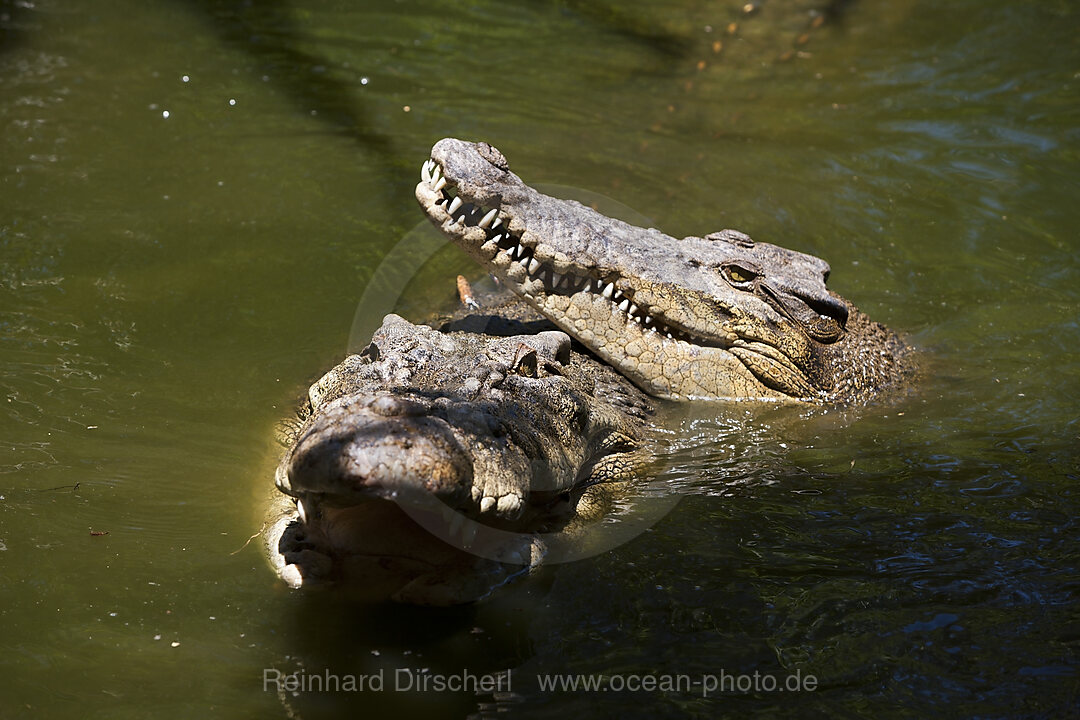 Leistenkrokodil, Salzwasserkrokodil, Crocodylus porosus, Queensland, Australien