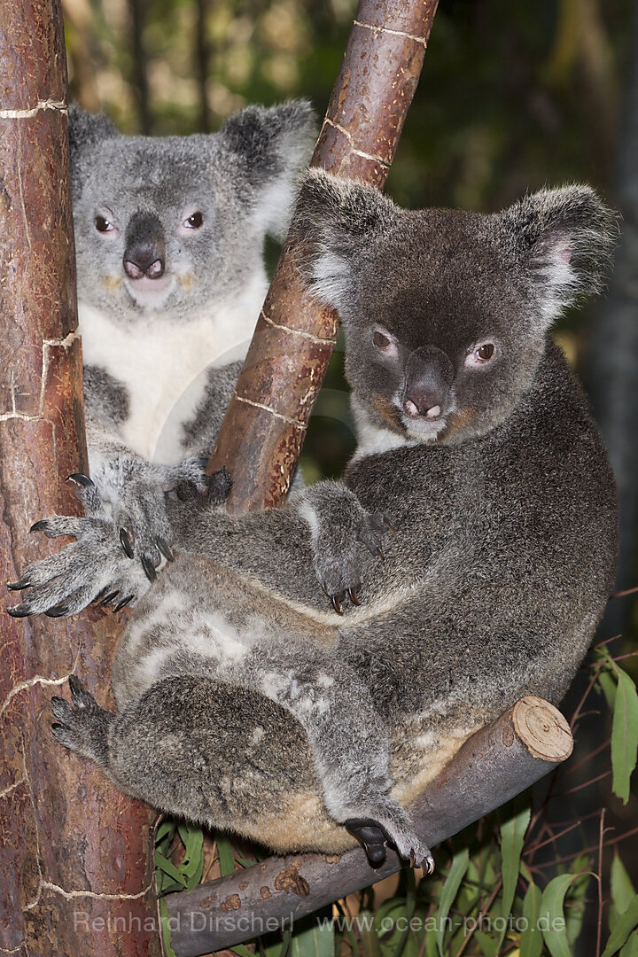 Koala, Mother and Joey, Phascolarctos cinereus, Queensland, Australia