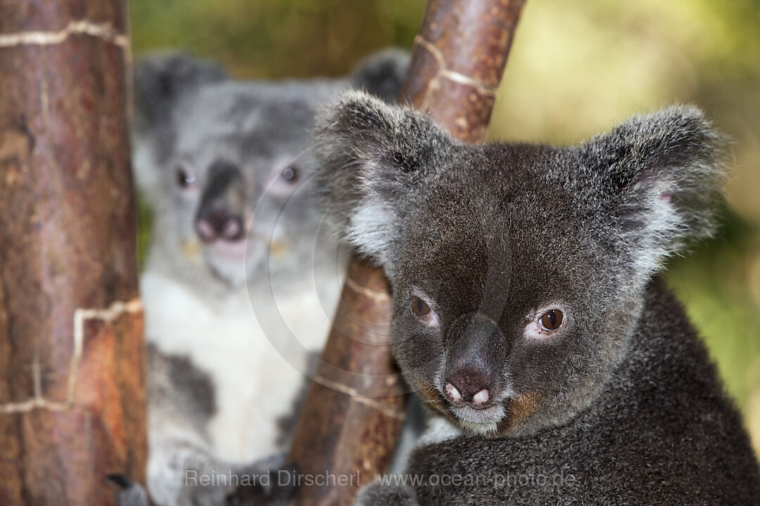 Koala, Phascolarctos cinereus, Queensland, Australien