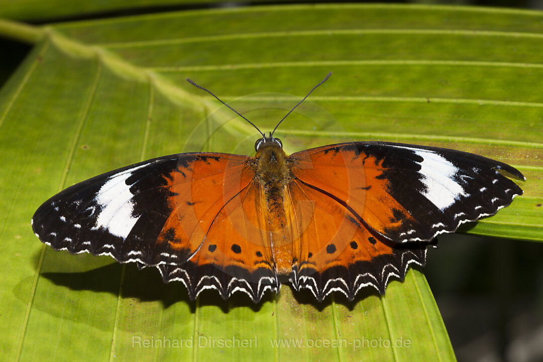 Orange Lacewing Edelfalter, Cethosia penthesilea, Queensland, Australien