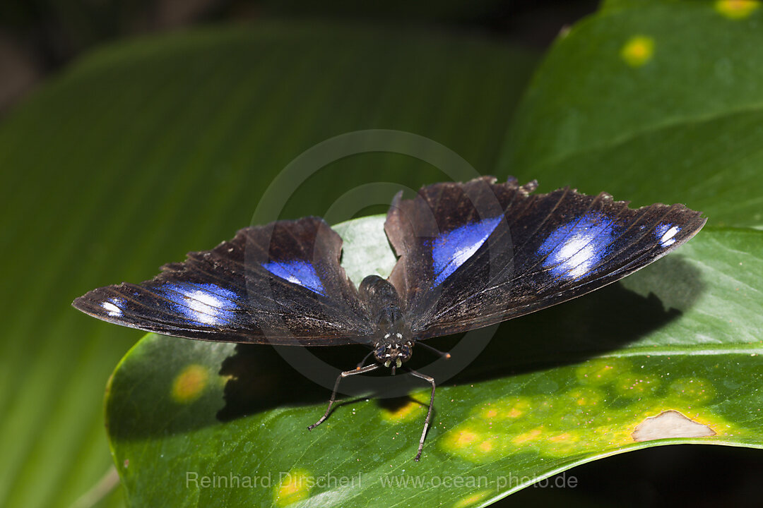 Female Common Eggfly, Hypolimnas bolina, Queensland, Australia