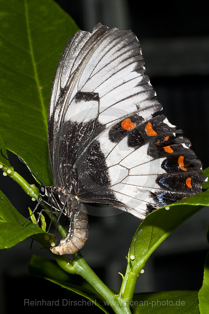 Weiblicher Garten-Schwalbenschwanz ritterfalter, Papilio aegeus aegeus, Queensland, Australien