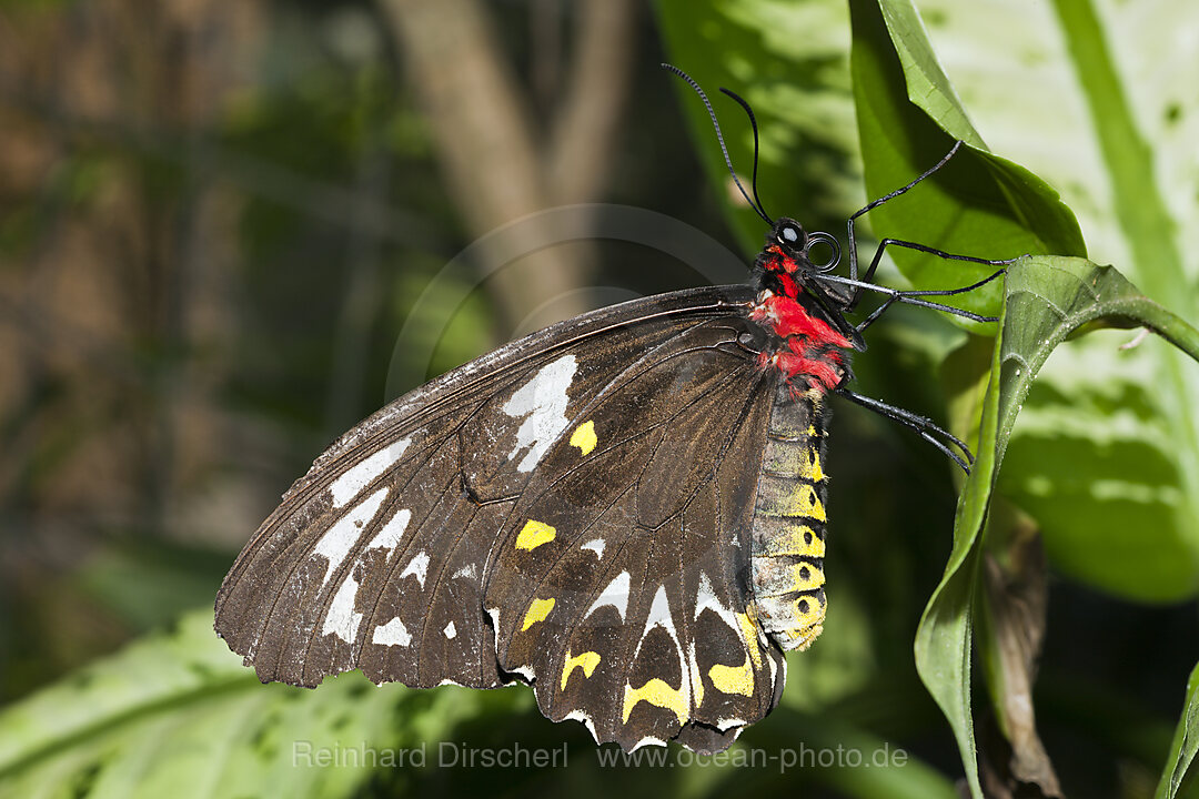 Weiblicher Cairns Vogelfalter, Ornithoptera priamus euphorion, Queensland, Australien