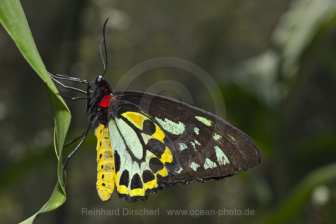 Maennlicher Cairns Vogelfalter, Ornithoptera priamus euphorion, Queensland, Australien