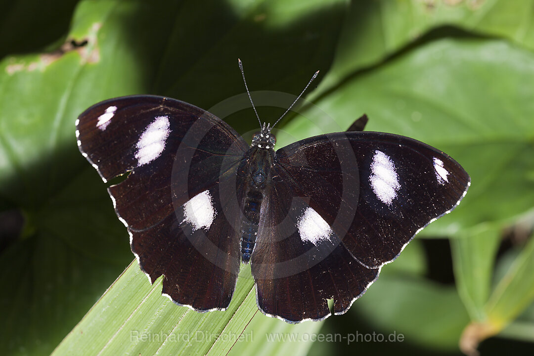 Maennliche Grosse Eierfliege, Hypolimnas bolina, Queensland, Australien