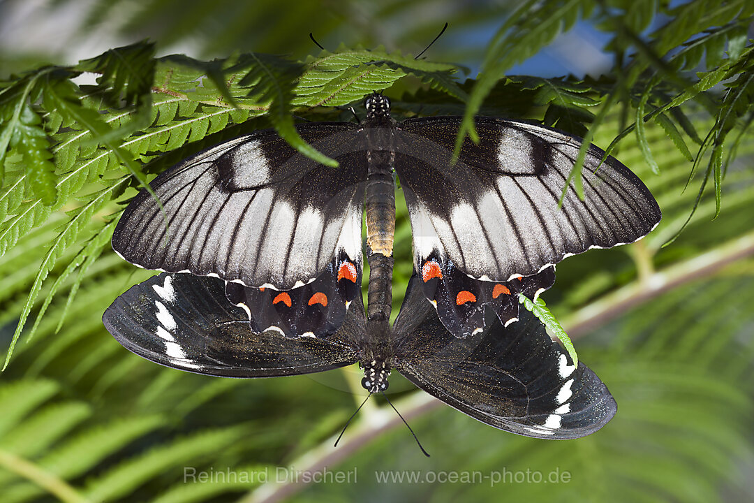 Mating Orchard Butterflies, Papilio aegeus aegeus, Queensland, Australia