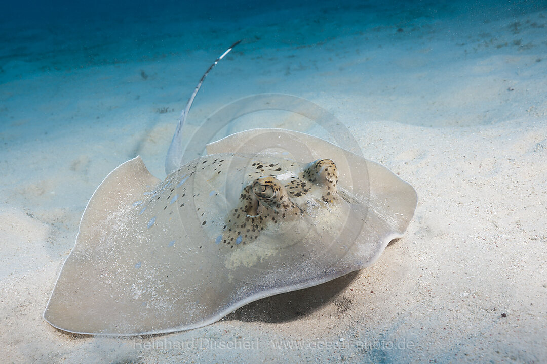 Kuhls Stechrochen, Neotrygon kuhlii, Great Barrier Reef, Australien
