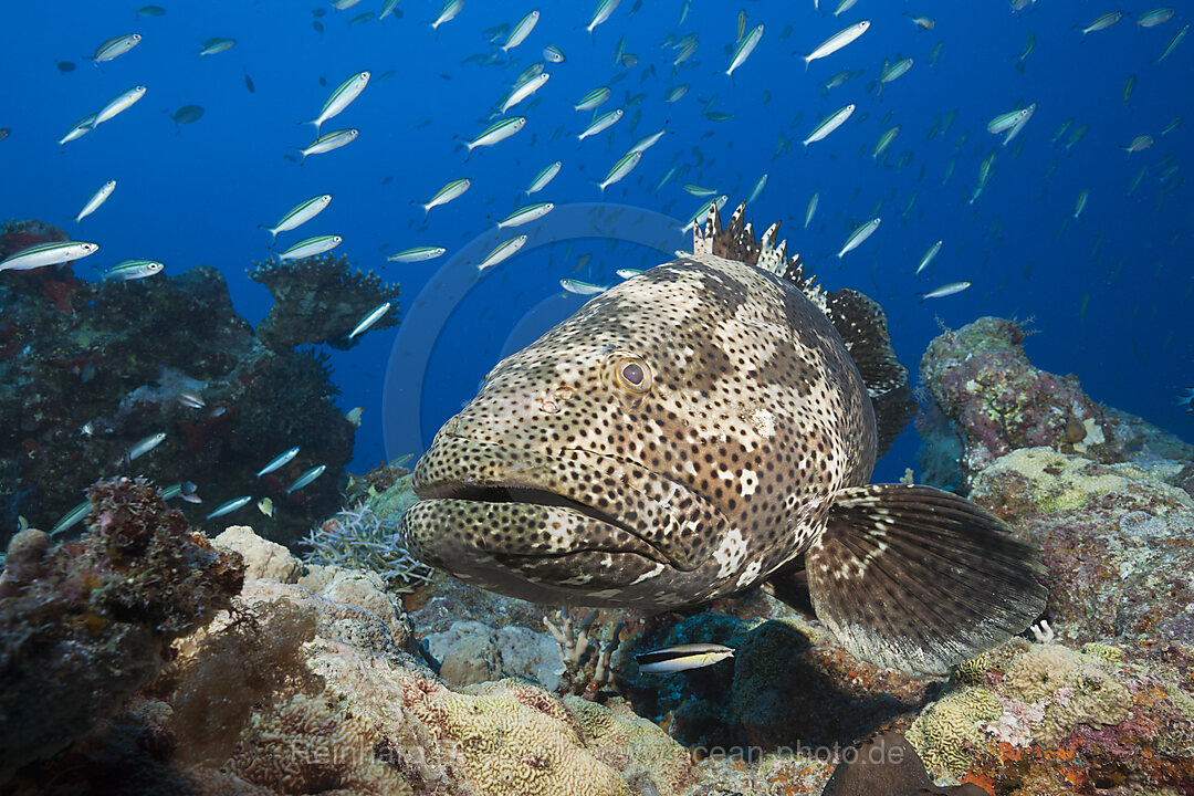 Malabar-Zackenbarsch, Epinephelus malabaricus, Great Barrier Reef, Australien