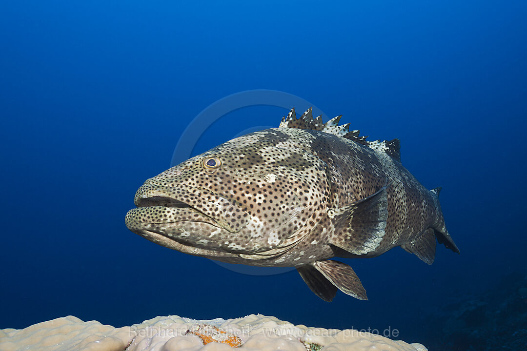 Malabar-Zackenbarsch, Epinephelus malabaricus, Great Barrier Reef, Australien