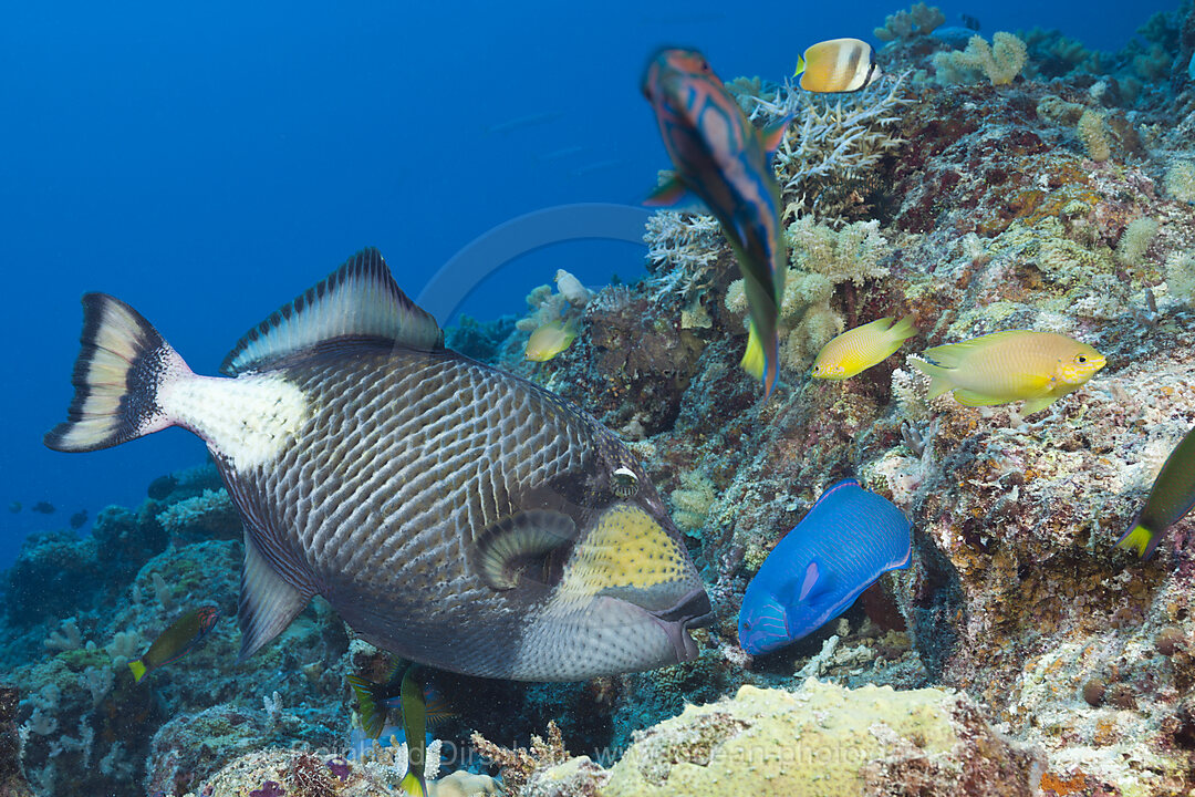 Gruener Riesendrueckerfisch, Balistoides viridescens, Great Barrier Reef, Australien