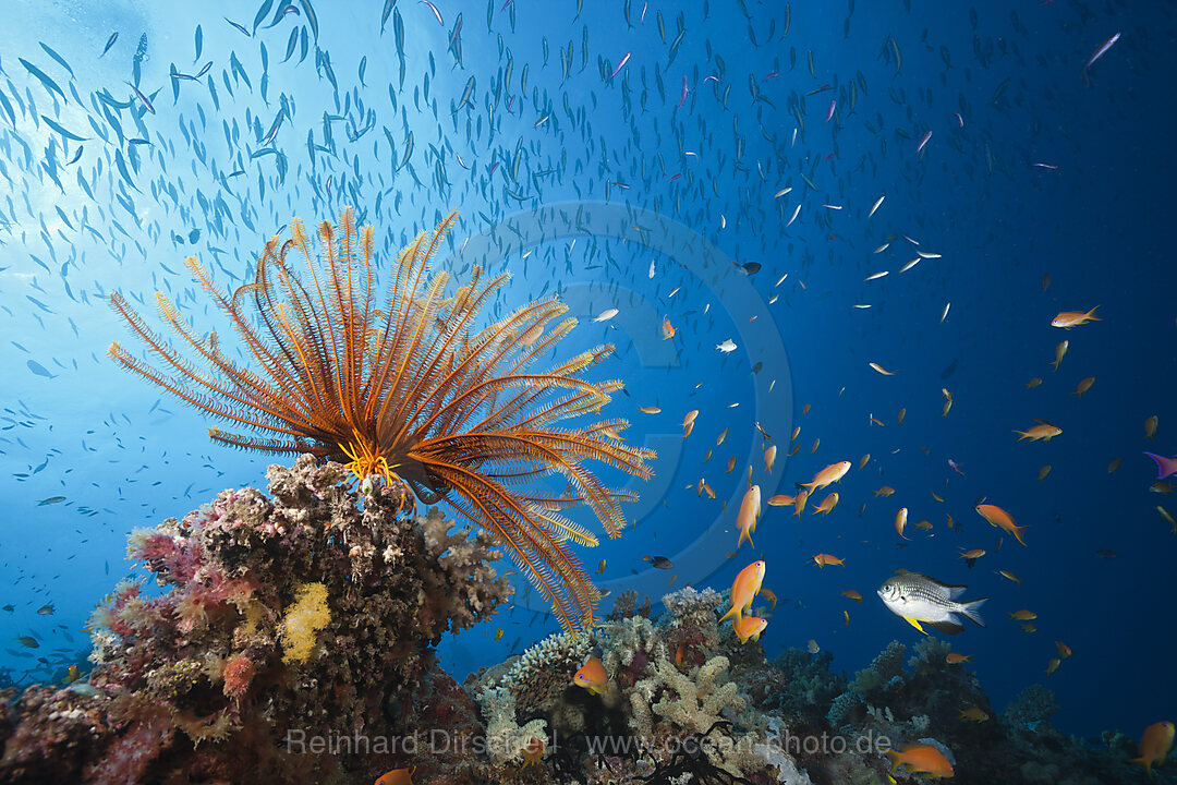 Riff mit Federstern und Korallenfischen, Great Barrier Reef, Australien