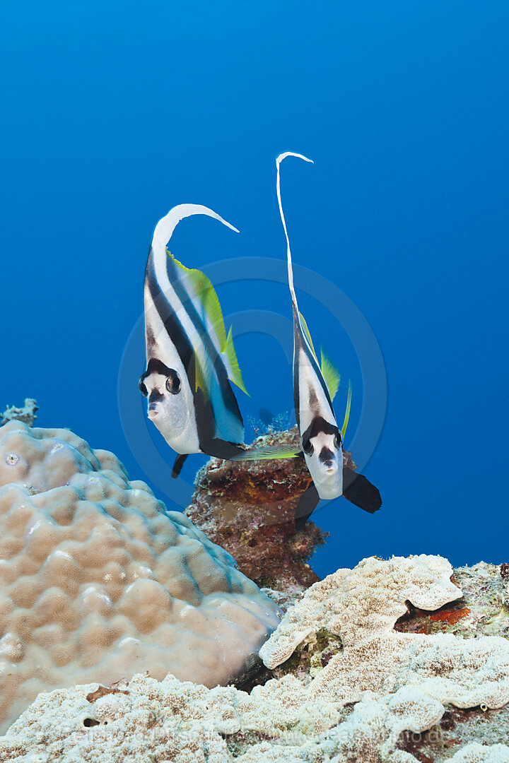 Pair of Longfin Bannerfish, Heniochus acuminatus, Great Barrier Reef, Australia