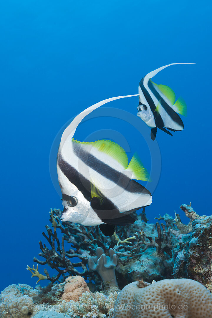 Pair of Longfin Bannerfish, Heniochus acuminatus, Great Barrier Reef, Australia