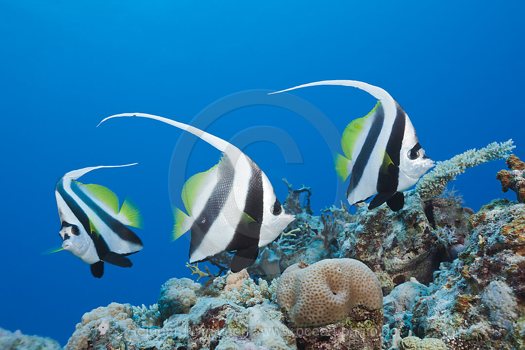 Group of Longfin Bannerfish, Heniochus acuminatus, Great Barrier Reef, Australia