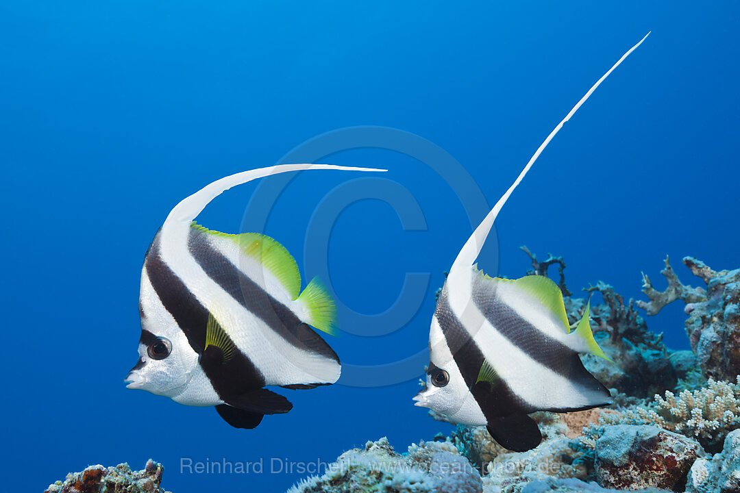 Pair of Longfin Bannerfish, Heniochus acuminatus, Great Barrier Reef, Australia