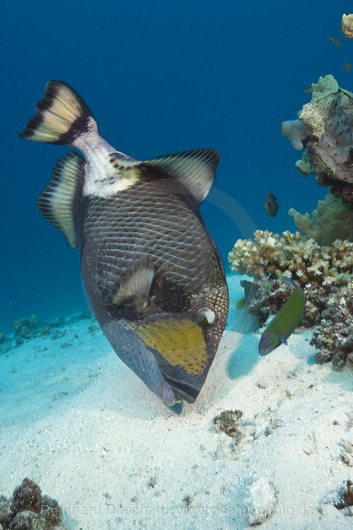 Titan Triggerfish, Balistoides viridescens, Great Barrier Reef, Australia