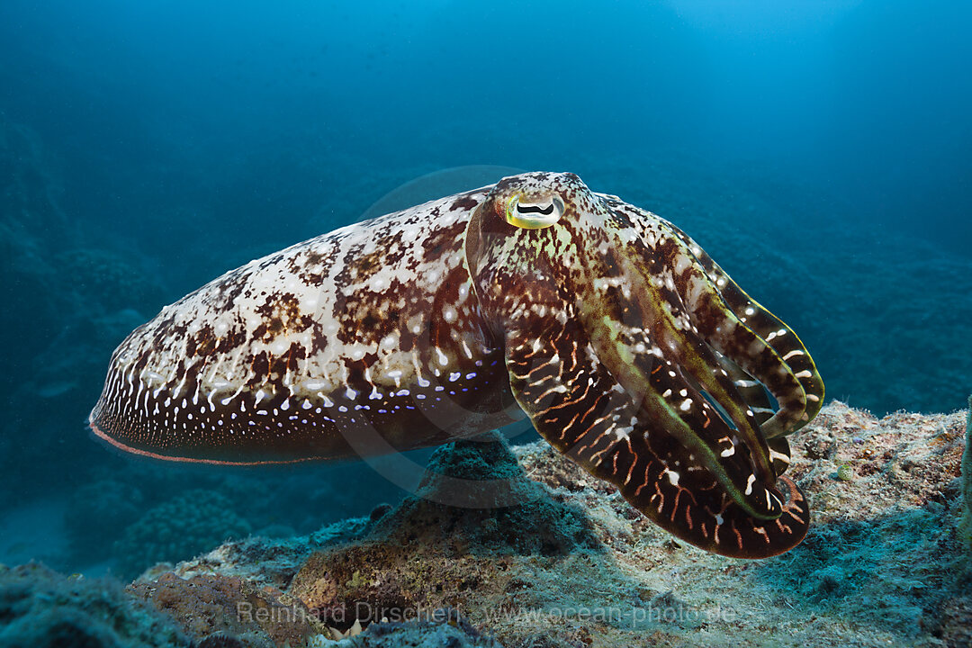 Broadclub Cuttlefish, Sepia latimanus, Great Barrier Reef, Australia