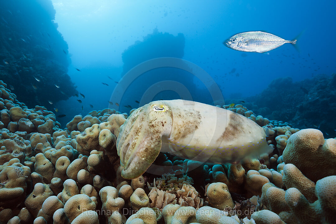 Breitkeulen-Sepie, Sepia latimanus, Great Barrier Reef, Australien