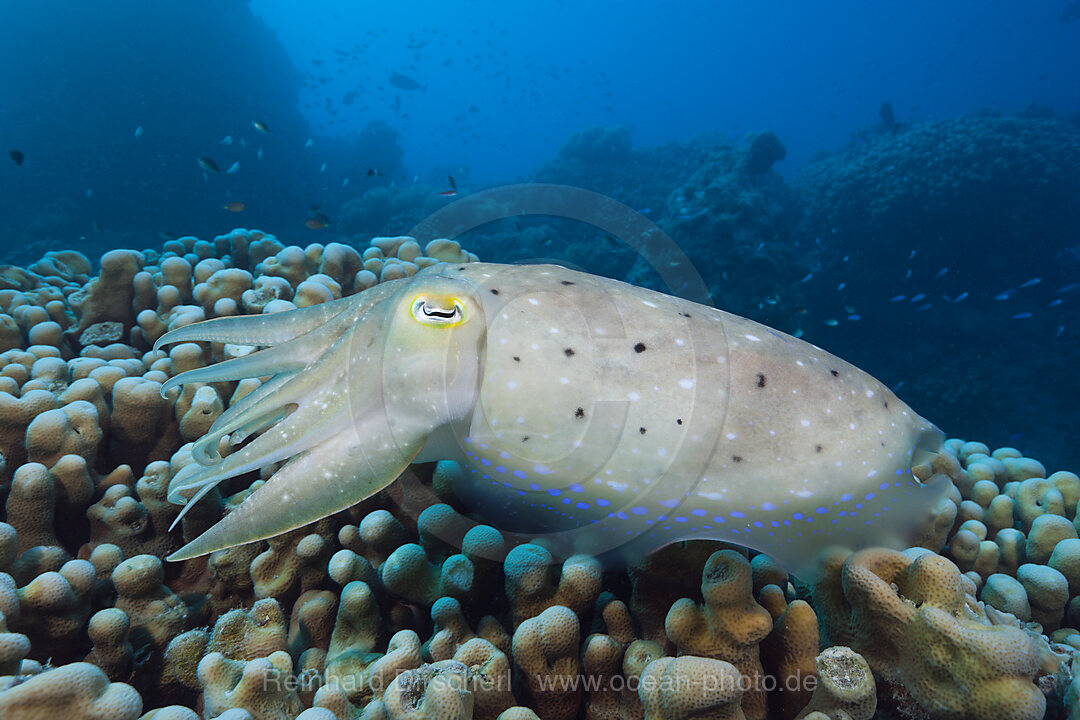 Broadclub Cuttlefish, Sepia latimanus, Great Barrier Reef, Australia