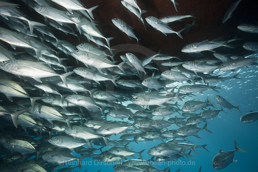 Schwarm Grossaugen-Stachelmakrelen, Caranx sexfasciatus, Great Barrier Reef, Australien