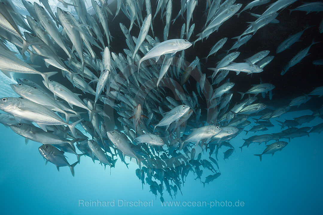 Schwarm Grossaugen-Stachelmakrelen, Caranx sexfasciatus, Great Barrier Reef, Australien