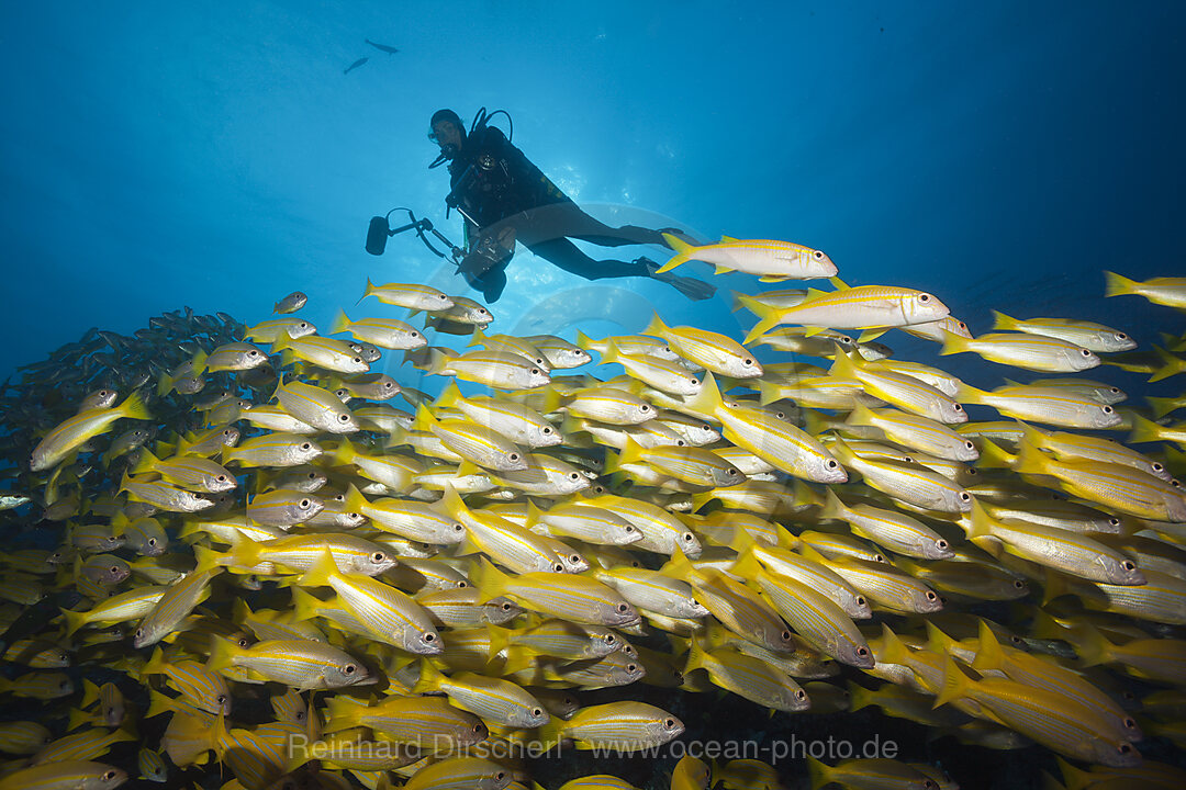 Schwarm Grossaugen-Schnapper, Lutjanus lutjanus, Great Barrier Reef, Australien