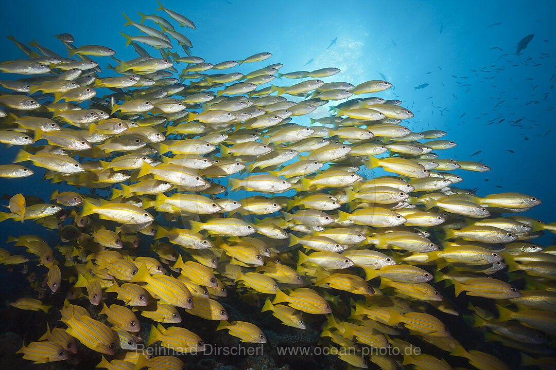 Schwarm Grossaugen-Schnapper und Fuenfstreifen-Schnapper, Lutjanus lutjanus, Great Barrier Reef, Australien