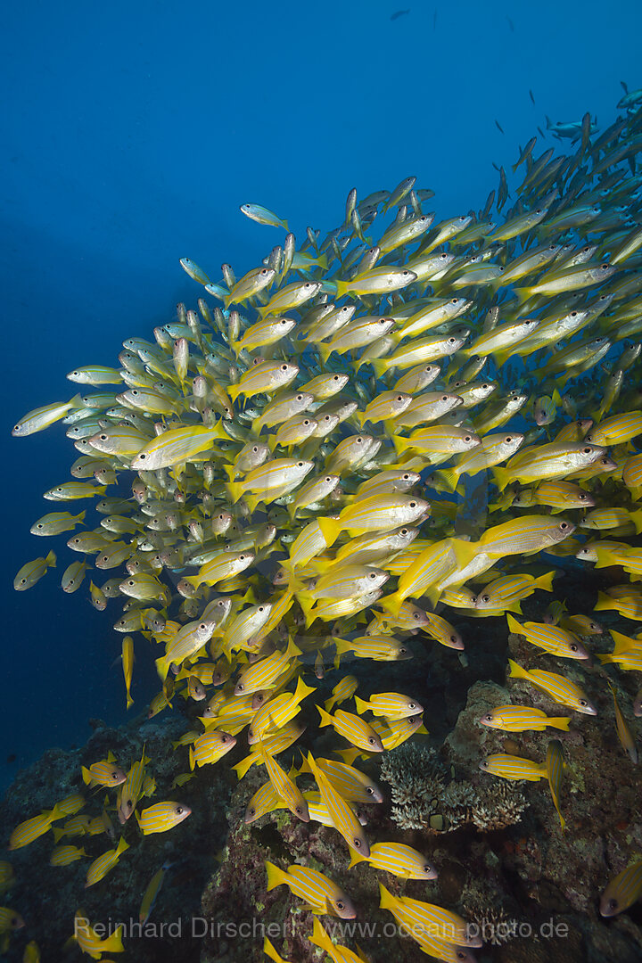 Schwarm Grossaugen-Schnapper und Fuenfstreifen-Schnapper, Lutjanus lutjanus, Great Barrier Reef, Australien