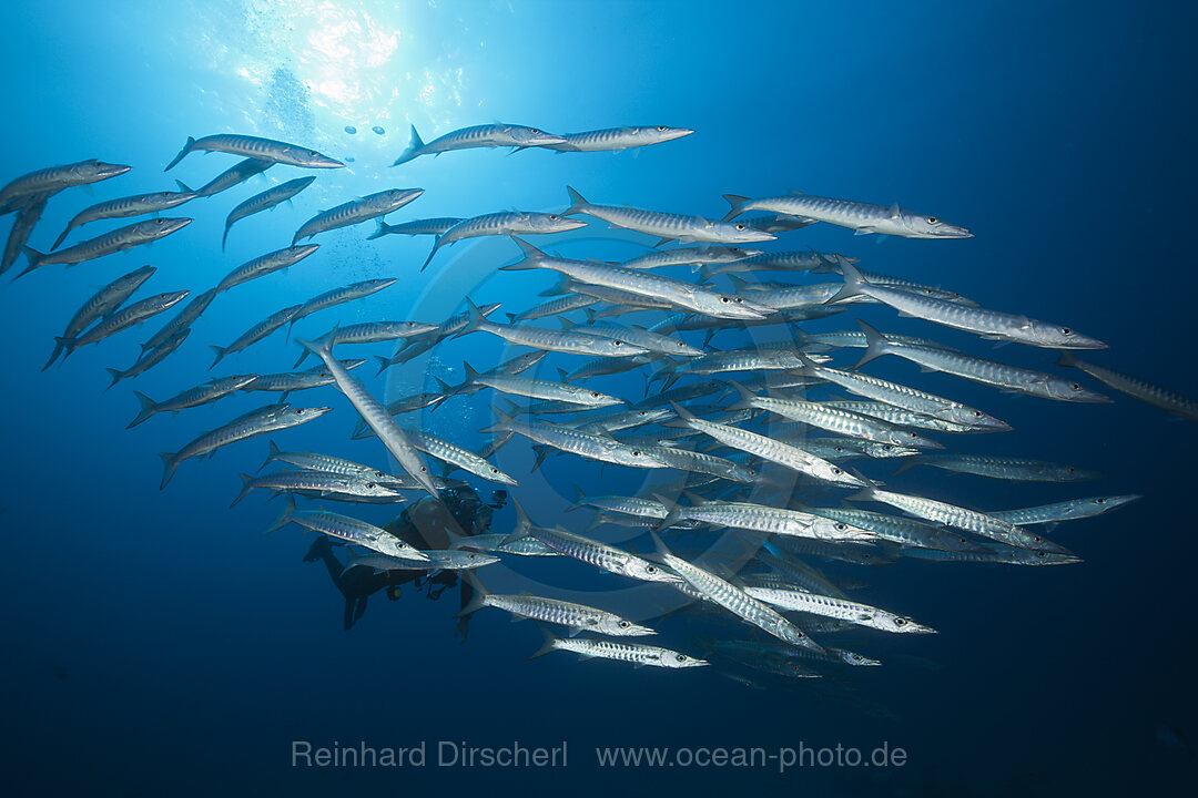 Schwarm Dunkelflossen-Barrakudas, Sphyraena qenie, Great Barrier Reef, Australien
