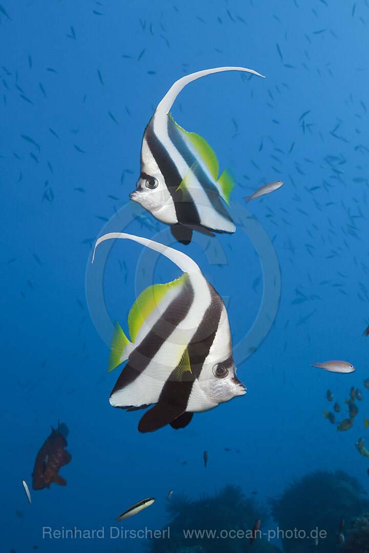 Paar Wimpelfische, Heniochus acuminatus, Great Barrier Reef, Australien
