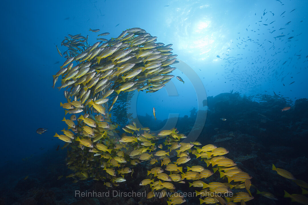 Schwarm Grossaugen-Schnapper und Fuenfstreifen-Schnapper, Lutjanus lutjanus, Great Barrier Reef, Australien